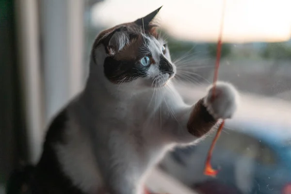 Chat Noir Blanc Aux Yeux Bleus Assis Dans Hamac Près — Photo