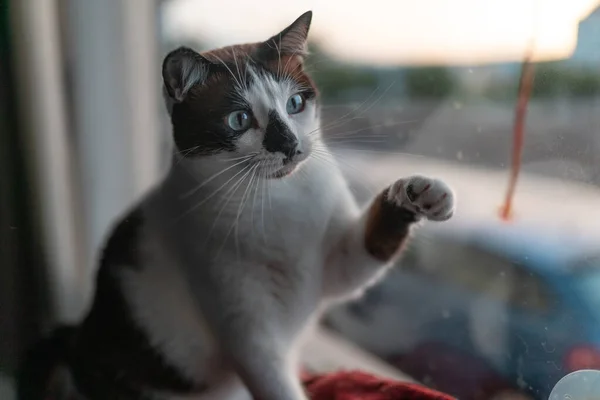 Gato Preto Branco Com Olhos Azuis Sentados Uma Rede Junto — Fotografia de Stock