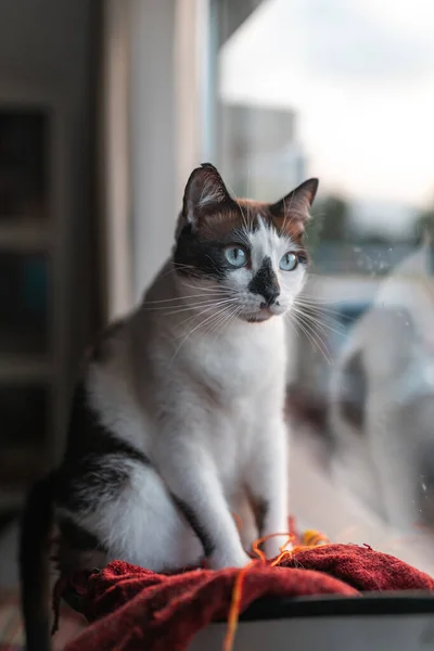 Composición Vertical Gato Blanco Negro Con Ojos Azules Sentado Una — Foto de Stock