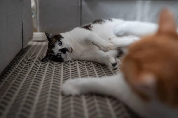 Gato Preto Branco Com Olhos Azuis Deitado Tapete Brinca Com — Fotografia de Stock