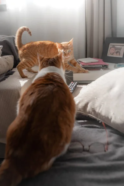Vertikální Složení Dvě Hnědé Kočky Hrají Obýváku — Stock fotografie