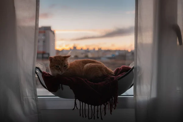 Kahverengi Bir Tekir Kedi Günbatımında Pencerenin Yanındaki Hamakta Uyur — Stok fotoğraf