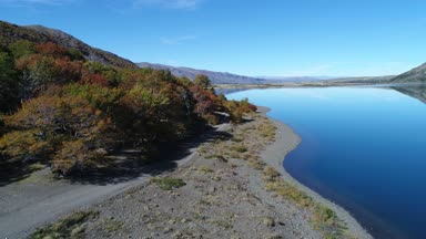 Epu Lauquen lagün sonbaharda hava dron sahne. Kamera kırmızı sonbahar ağaçlar ve göl üzerinde ileriye ve yukarı doğru hareket. Rüzgar yok, göl yansıması bir ayna olarak. Neuquen, Patagonya Arjantin.