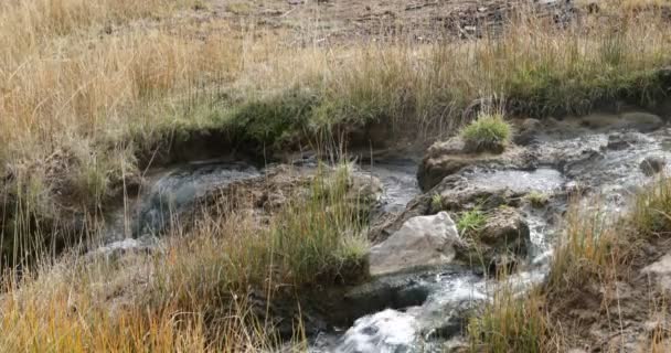 暖热流的细节 在水周围的草 相机仍然保持不动 Aguas 斯卡连特斯热自然浴 水疗中心 巴塔哥尼亚 内乌肯省 阿根廷 — 图库视频影像