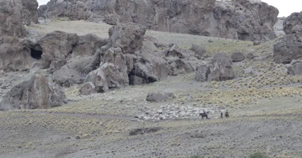 绵羊和山羊穿过山坡与岩石 Gauchos 引导动物的股票 Invernada Trashumancia Trasladation 动物到温暖的区域 — 图库视频影像
