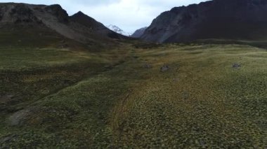 Otlaklar Domuyo volkanı çevresi yüksek altiplain içinde. Doğru ve karlı dağları volkan arka plan, hava uçak sahne. Neuquen, Patagonia, Arjantin.