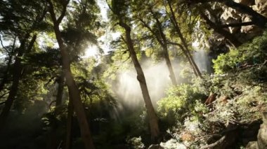 Yavaş hareket 120fps şelale El Saltillo Milli Parkı Lanin arasında orman ağaçları. Egirdir Paimun Gölü. Arka ışık sahne, Nauquen, Patagonya Arjantin. Havadaki su parçacıkları buharı.