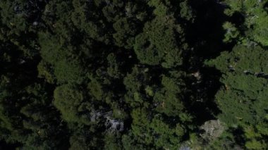Hava dron sahne dağları ve ağaçları Piedra Mala, Paimun Gölü, Neuquen, Patagonia, Arjantin, Milli Parkı Lanin, güneşli bir günde yaz. Üstten görünüm. Hareketli kamera ileri ve yukarı.