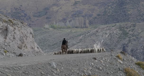 Sheep Goats Walking Throught Gravel Road Gaucho Cowboy Guiding Stock — Stock Video