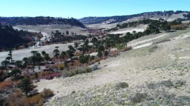 Sonbahar Araucarian ormanda Litran Nehri Vadisi üzerinde hava dron sahne. Arka plan Araucarian woods ve çakıl yol sol. Kamera bir çakıl yol yaya görüntülemek için iner. Villa Pehuenia
