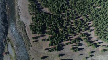 Estepa ve Nahueve Nehri Kuzey neuquen, Patagonya Arjantin hava dron sahne. Üstten görünüm kamera hareketli güneşli günde iletir. ağaçlandırma, çam ekimi ticari tahta için.