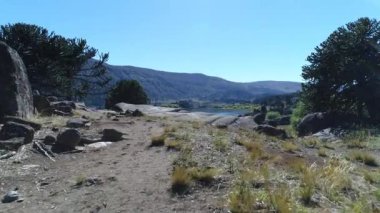 Hava dron sahne kaya, araucarias bozkır ve Pulmari Nehri ağaçlar, mavi gökyüzü ve gölde bir taşın isteyen birisi. Kamera hareket iletir. Moquehue, Patagonya Arjantin