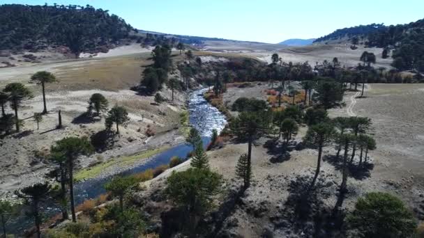 Drohnen Szene Aus Der Luft Flusslauf Mit Farbenfroher Vegetation Und — Stockvideo