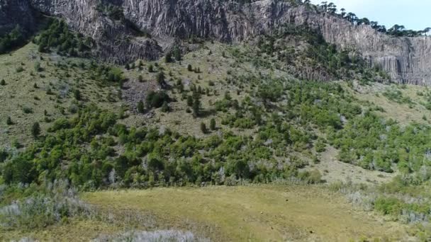 空中无人机场景的岩石景观与 Araucarias 山脉和 Rcok 摄像机向上移动 内乌肯省 巴塔哥尼亚 阿根廷 — 图库视频影像