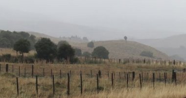 Bozkır peyzaj, yaşça küçük de Los Andes, Patagonya Arjantin Neuquen, yağmur. Düşük ufuk. Gri gün. Altın Portakal otlar içinde otlak.