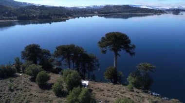 Alumine Gölü, Villa Pehuenia, Moquehue, Neuquen, Patagonya Arjantin hava dron sahne. Görülecek bir Araucaria Araucana ağacın etrafında hareketli kamera