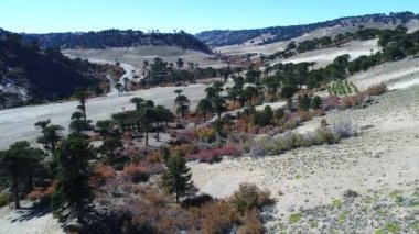 Sonbahar Araucarian ormanda Litran Nehri Vadisi üzerinde hava dron sahne. Arka plan Araucarian woods ve çakıl yol sol. Kamera woods gitti ve yavaş yavaş iner. Villa Pehuenia