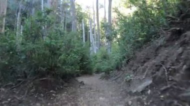 Düşünce yol çok Nothofagus woods ve çalılar arasında yere yakın yürüyüş. El Saltillo şelale yolu. Lanin Milli Parkı. Paimun Gölü'nün çevresi. Patagonya