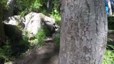 Nothofagus ormanları ve çalılar arasında yere çok yakın kaya tırmanma düşünce yol yürüme. El Saltillo şelale yolu. Lanin Milli Parkı. Paimun Gölü'nün çevresi. Patagonya