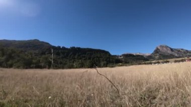 Yere düşünce altın otlaklar yakın hareket. Rocky Dağları Nothofagus ve Araucaria orman arka plan ile. Paimun Gölü'nün Lanin Milli Parkı çevresi. Patagonia, Neuquén, Argentina