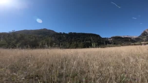 Moving Backwards Close Floor Throught Golden Grasslands Rocky Mountains Nothofagus — Stock Video