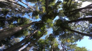 Nothofagus ormanının tepesindeki ağacın detayları. Kamera filmleri yukarı doğru sabit duruyor. Lanin Ulusal Parkı. Paimun Gölü 'nün çevresi. Neuquen, Patagonya, Arjantin
