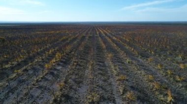 Meyve ağaçları satırları plantasyon Güz, ticari amaç ile hava dron sahne düşmek, San Rafael, Mendoza, Arjantin. Yana doğru hareket kamera. Pampa manzara.