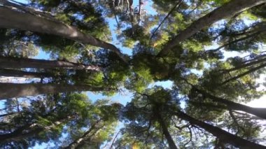 Ağaç üst Nothofagus Woods detayını. Yukarı doğru dönerek, döndürme, spiral hareket kamera filmleri. Lanin Milli Parkı. Paimun Gölü'nün çevresi. Neuquen, Patagonia, Arjantin