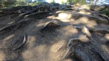 Ağaç kökleri arasında artan yol boyunca hareket. Nothofagus woods ve otlaklar sahnenin sonunda. Arka plan Dağları'nın Piedra Mala. Lanin Milli Parkı. Patagonya