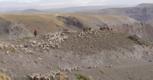 越冬に動物の在庫を導く歩行の山斜面 ガウチョ カウボーイです アンデス山脈 Trashumancia 文化ゾーンに移動動物の暖かい — ストック動画