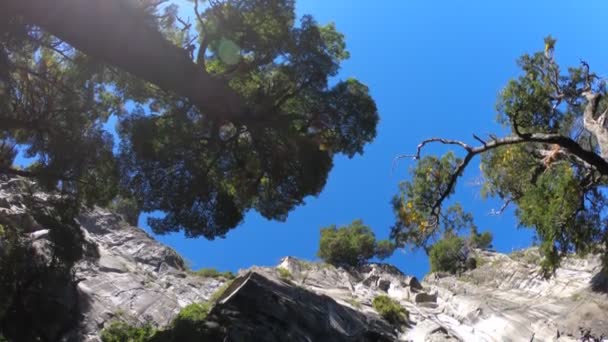 Detail Van Tree Top Van Nothofagus Bossen Cliff Camera Films — Stockvideo