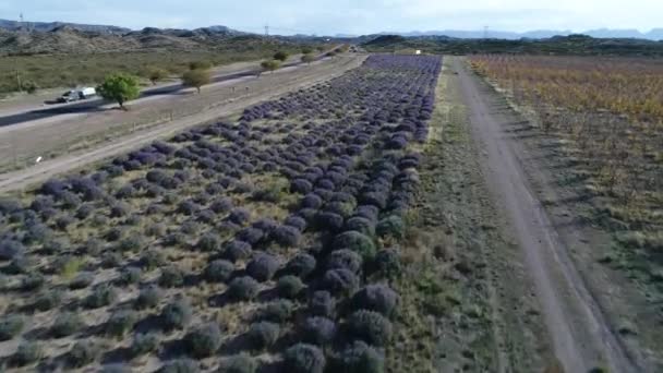Antenowe Drone Scena Nową Trasę San Rafael Mendoza Argentyna Drzew — Wideo stockowe