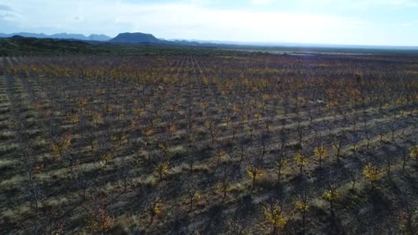 Luchtfoto Drone Scène Van Fruit Bomen Plantage Met Commerciële Doeleinden — Stockvideo