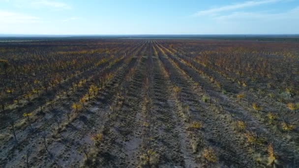 フルーツ木行農園秋の商業目的での空中ドローン シーンは ラファエル アルゼンチンのメンドーサで落ちる カメラの横に移動します パンパの風景 — ストック動画