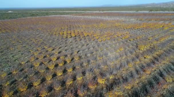 Scena Aerea Drone Grandi Alberi Frutto Linee Piantagione Con Scopo — Video Stock