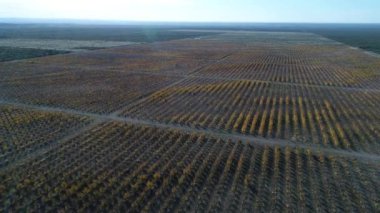 Büyük meyve ağaçları satırları plantasyon Güz, ticari amaç ile hava dron sahne düşmek, San Rafael, Mendoza, Arjantin. Yukarı doğru hareket kamera. Pampa manzara.