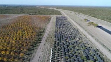 Lavanta ve meyve ağaçları plantasyon Güz, ticari amaç ile hava dron sahne düşmek, San Rafael, Mendoza, Arjantin. Kamera aşağı doğru hareket. Arıcılık çekmeceler arılar.