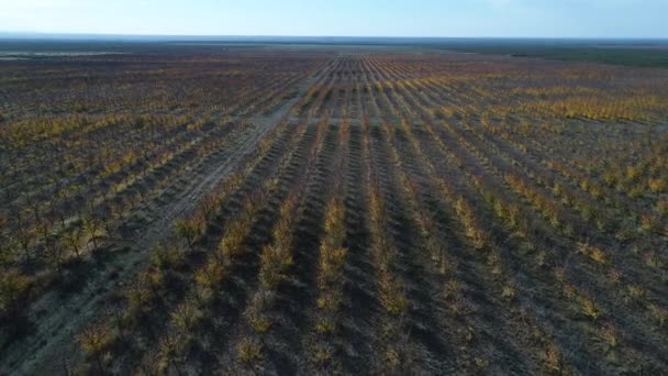 Cena Drones Aéreos Plantação Árvores Frutíferas Com Finalidade Comercial Outono — Vídeo de Stock