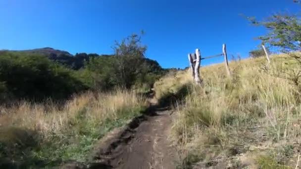 Wandelen Door Pad Tussen Gouden Grassen Struiken Agrarische Hek Aan — Stockvideo