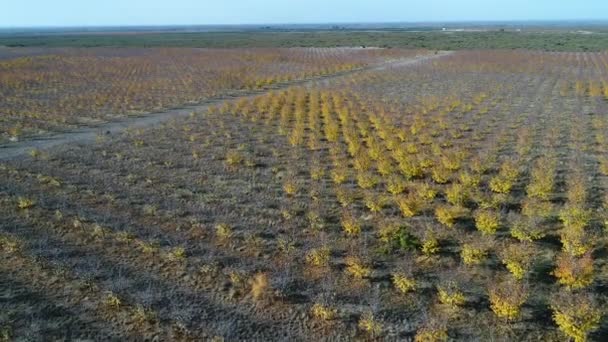 Escena Aérea Drones Grandes Líneas Árboles Frutales Plantación Con Fines — Vídeo de stock