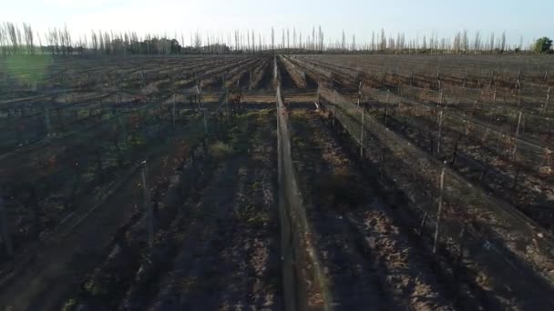 Scène Aérienne Drones Fermes Parcelles Raisins Production Vin Lignes Plantation — Video