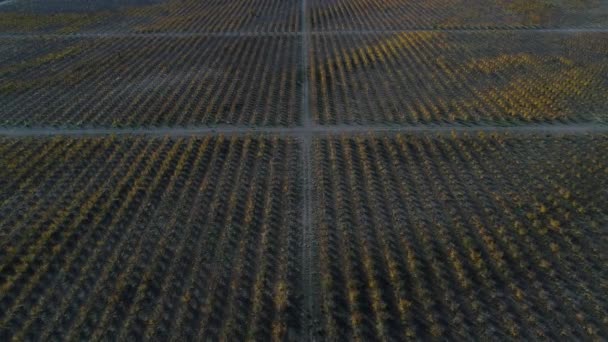 Drone aérien scène de grandes lignes d'arbres fruitiers plantation à des fins commerciales en automne, automne, à San Rafael, Mendoza, Argentine. Caméra reculant. Paysage de Pampa. Image abstraite .