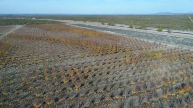 San Rafael, Mendoza, Arjantin yeni rotaya hava dron sahne. Ağaçlar Caddesi ve lavanta ve meyve ağaçları plantation her iki tarafında. Pampa manzara. Güneşli bir günde yukarı hareketli kamera.