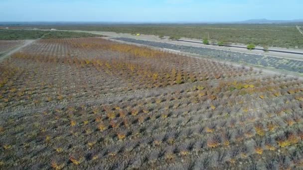 Drohnen Szene Einer Neuen Route San Rafael Mendoza Argentinien Bäume — Stockvideo