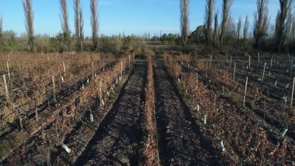 Drohnen Szene Der Farm Trauben Und Weinproduktion Plantage San Rafael — Stockvideo