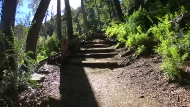 Montée à travers le chemin avec escalier en bois entre les bois de Nothofagus. Chemin vers la cascade d'El Saltillo. Parc national Lanin. Environs du lac Paimun. Neuquen, Patagonie, Argentine 
