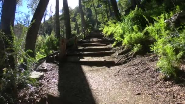 Subiendo Por Camino Con Escaleras Madera Entre Los Bosques Nothofagus — Vídeos de Stock