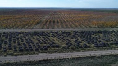 Lavanta ve meyve ağaçları plantasyon Güz, ticari amaç ile hava dron sahne düşmek, San Rafael, Mendoza, Arjantin. Kamera hareket iletir. Pampa manzara.