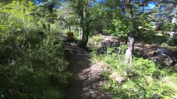 Se déplacer le long du chemin entre les arbres, les herbes et les arbustes, en traversant le pont en bois sur le ruisseau. Bois de Nothofagus. Contexte des montagnes. Parc national Lanin. Patagonie 