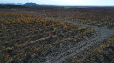 Meyve ağaçları plantasyon Güz, ticari amaç ile hava dron sahne düşmek, San Rafael, Mendoza, Arjantin. Kamera hareket iletir. Pampa manzara. Arka planda dağlar.